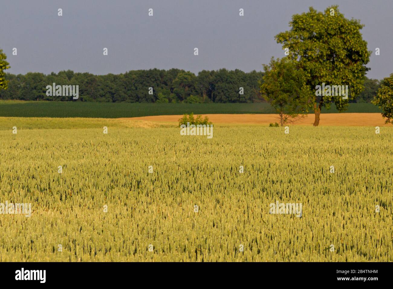 wheat field and lonely tree Stock Photo