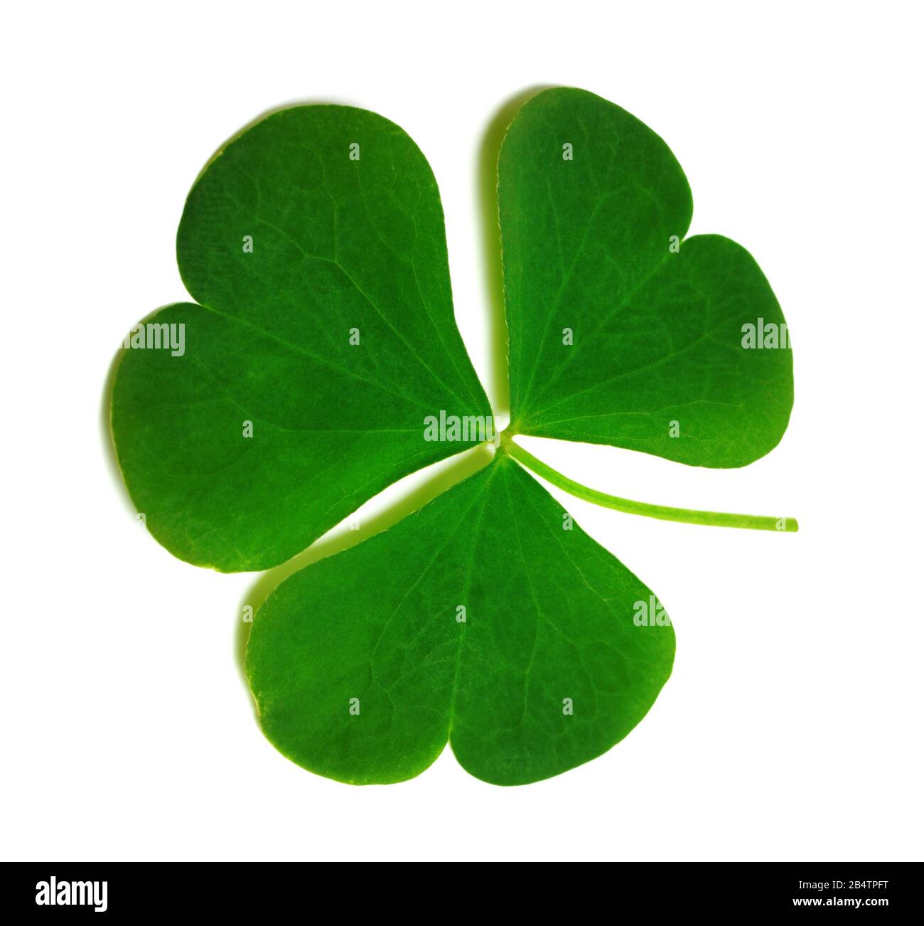 Spring clover leaf isolated on white background. Green three-leaved shamrock - symbol of Saint Patricks Day. Close-up view. Stock Photo