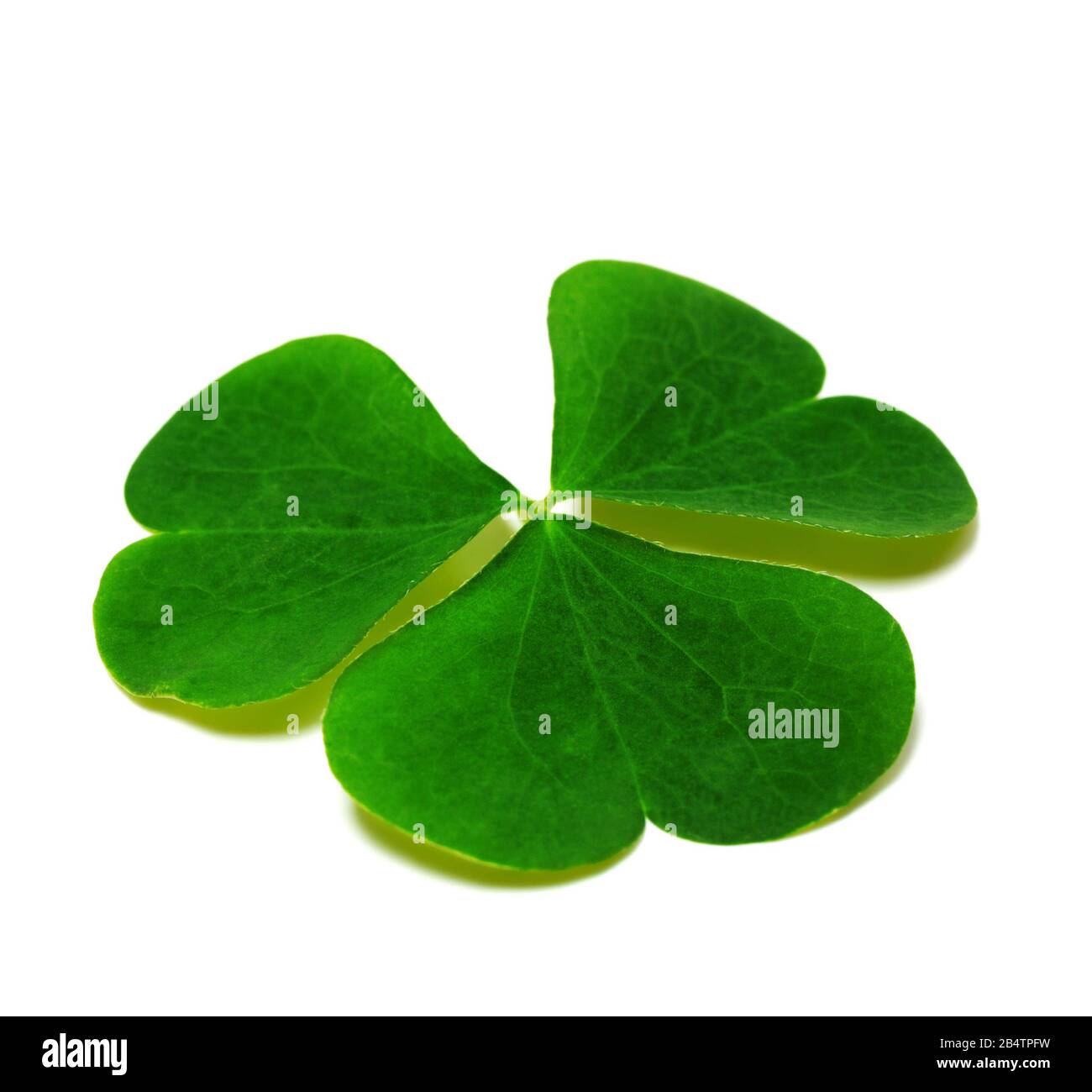 Spring clover leaf isolated on white background with shadow. Green three-leaved shamrock - symbol of Saint Patricks Day. Close-up view. Stock Photo