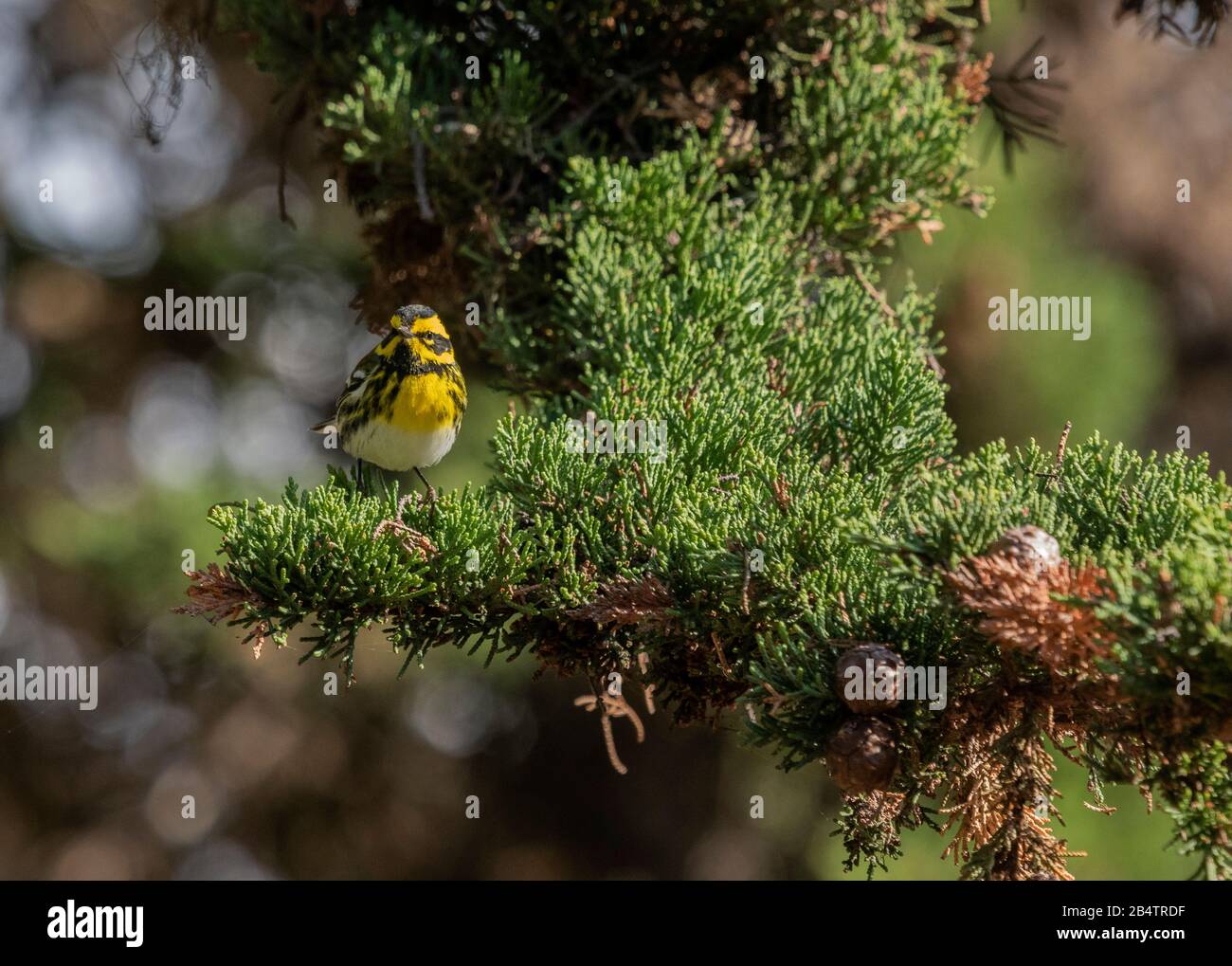 Townsend's warbler, Setophaga townsendi, perched in Monterey Cypress, in winter. California Stock Photo