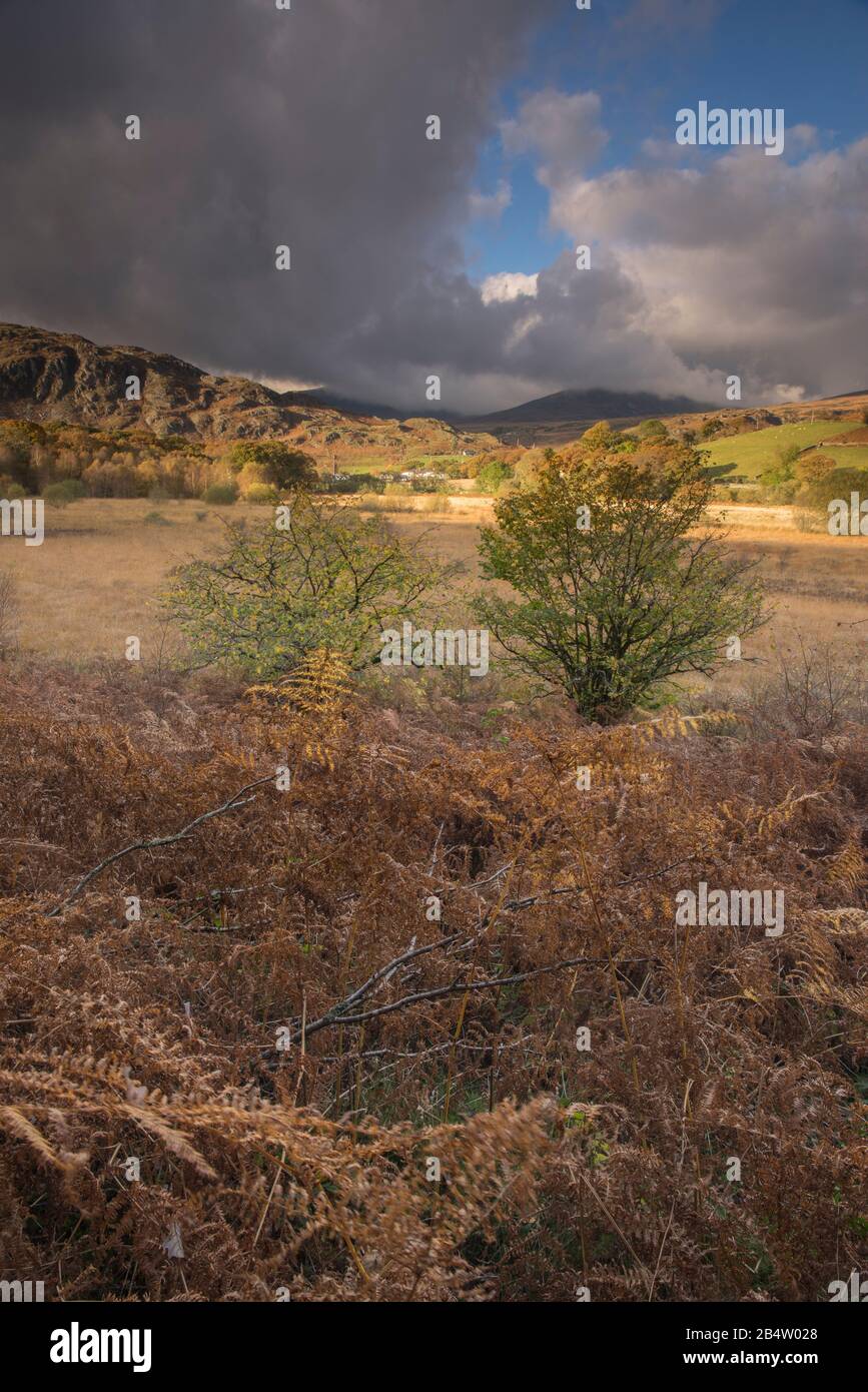 Mixed woodland and forest paths near Capel Curig, Conwy, North Wales ...