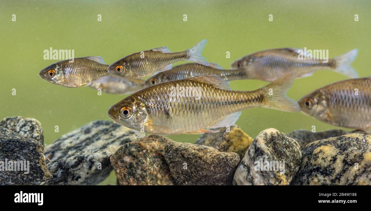 European bitterling (Rhodeus amarus) wild fish shoal swimming underwater in natural environment on tranquil background. Netherlands, Stock Photo