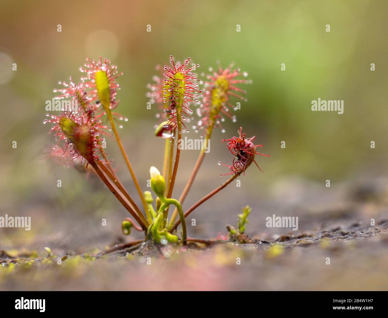 Spoonleaf sundew (Drosera intermedia) is an insectivorous plant species belonging to the sundew genus. With insects caught in leaves. Stock Photo