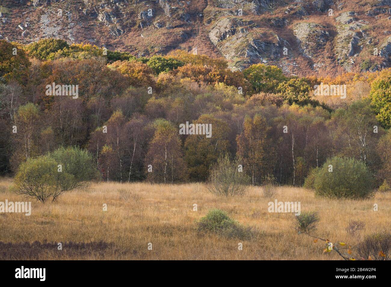 Mixed woodland and forest paths near Capel Curig, Conwy, North Wales ...