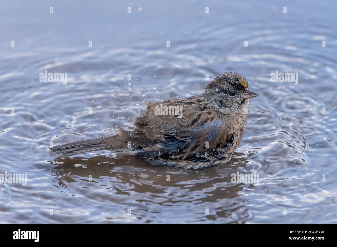 Golden-crowned sparrow, Zonotrichia atricapilla, bathing and preening in shallow puddle, Point Lobos, California. Stock Photo