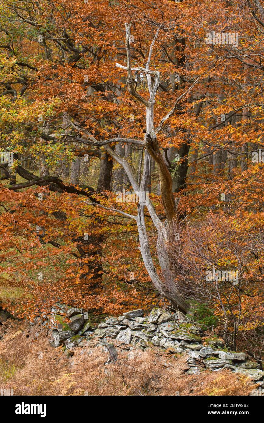 Mixed woodland and forest paths near Capel Curig, Conwy, North Wales ...
