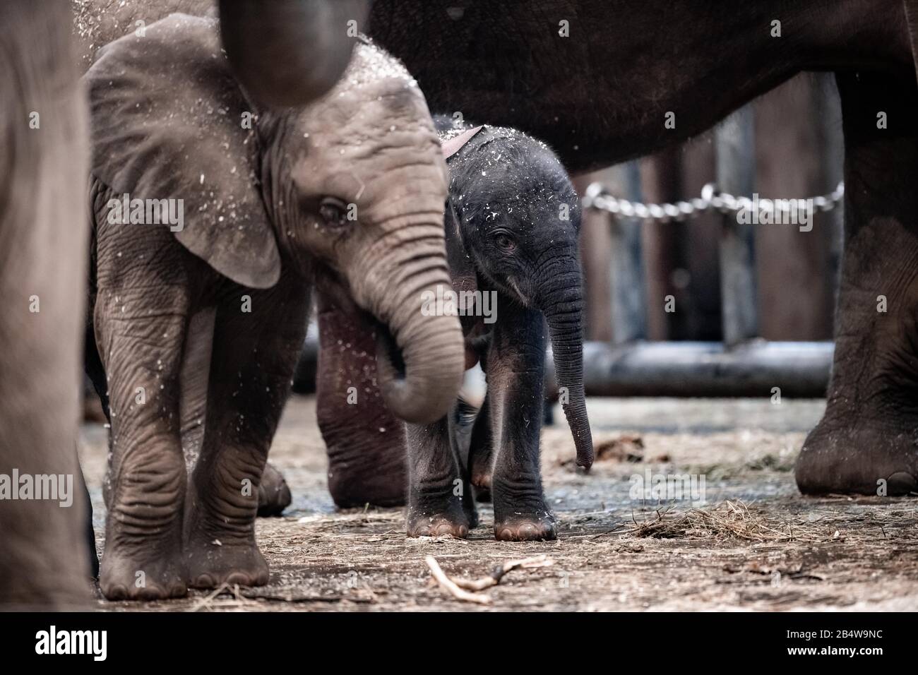 07 March 2020, North Rhine-Westphalia, Wuppertal: Elephant boy 'Tsavo' is in the enclosure at the zoo. A baby elephant was born at the Wuppertal Zoo on Friday. Elephant cow 'Sweni' gave birth to the healthy male calf. The elephant boy is called 'Tsavo'. The elephant house was closed on Friday, but from Saturday on the young animal is on public view. Photo: Fabian Strauch/epa Scanpix Sweden/dpa Stock Photo