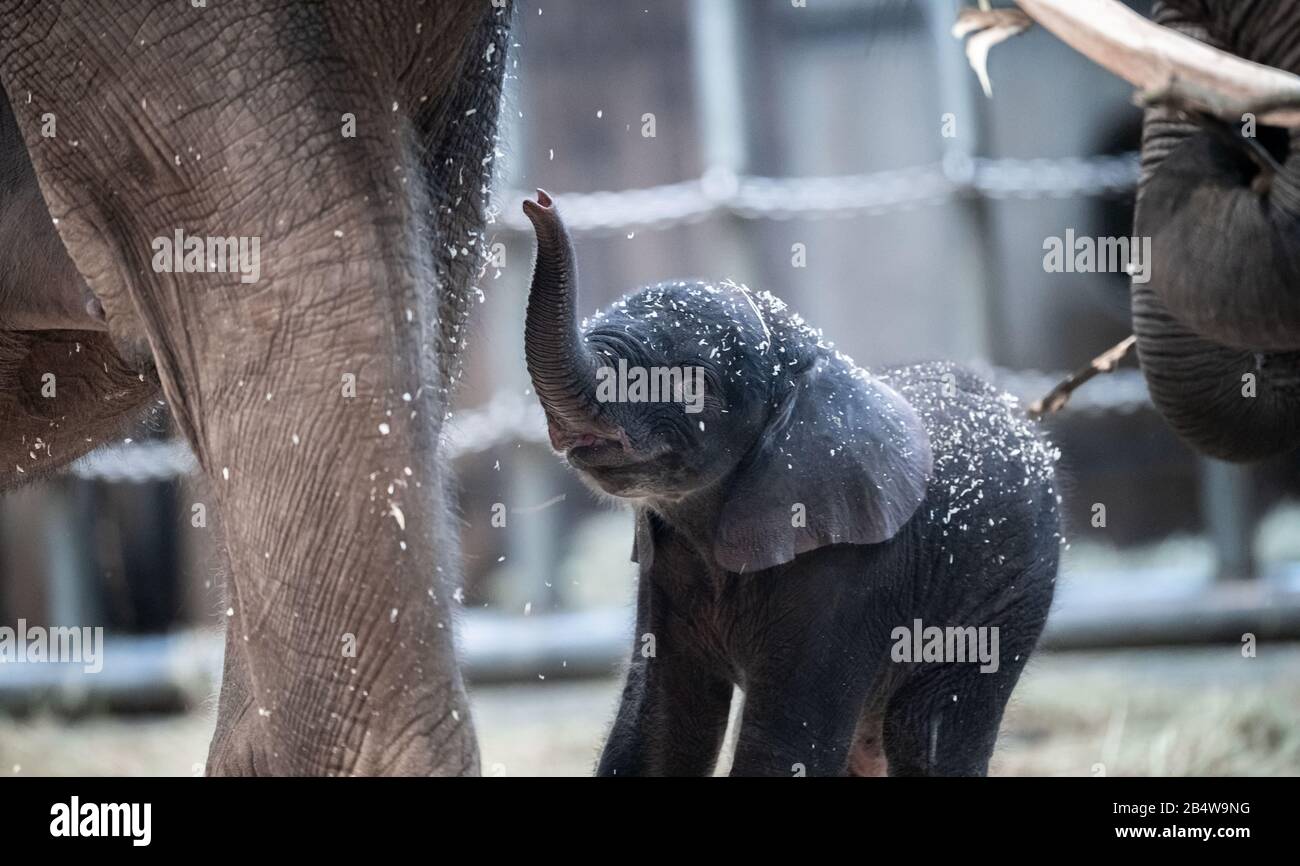07 March 2020, North Rhine-Westphalia, Wuppertal: Elephant boy 'Tsavo' is in the enclosure at the zoo. A baby elephant was born at the Wuppertal Zoo on Friday. Elephant cow 'Sweni' gave birth to the healthy male calf. The elephant boy is called 'Tsavo'. The elephant house was closed on Friday, but from Saturday on the young animal is on public view. Photo: Fabian Strauch/epa Scanpix Sweden/dpa Stock Photo