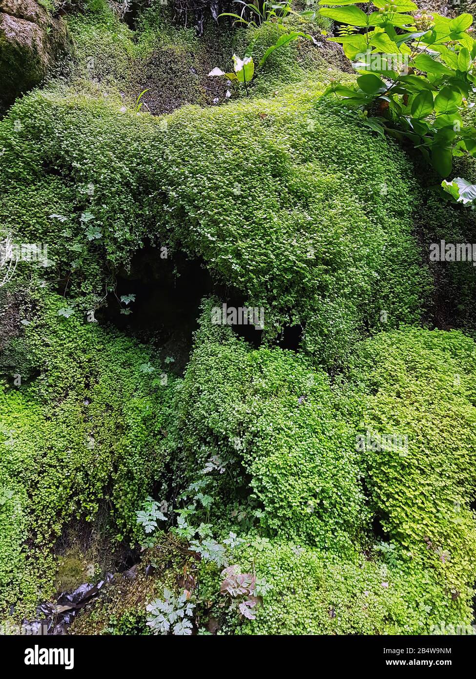 Green wild vegetation Stock Photo - Alamy