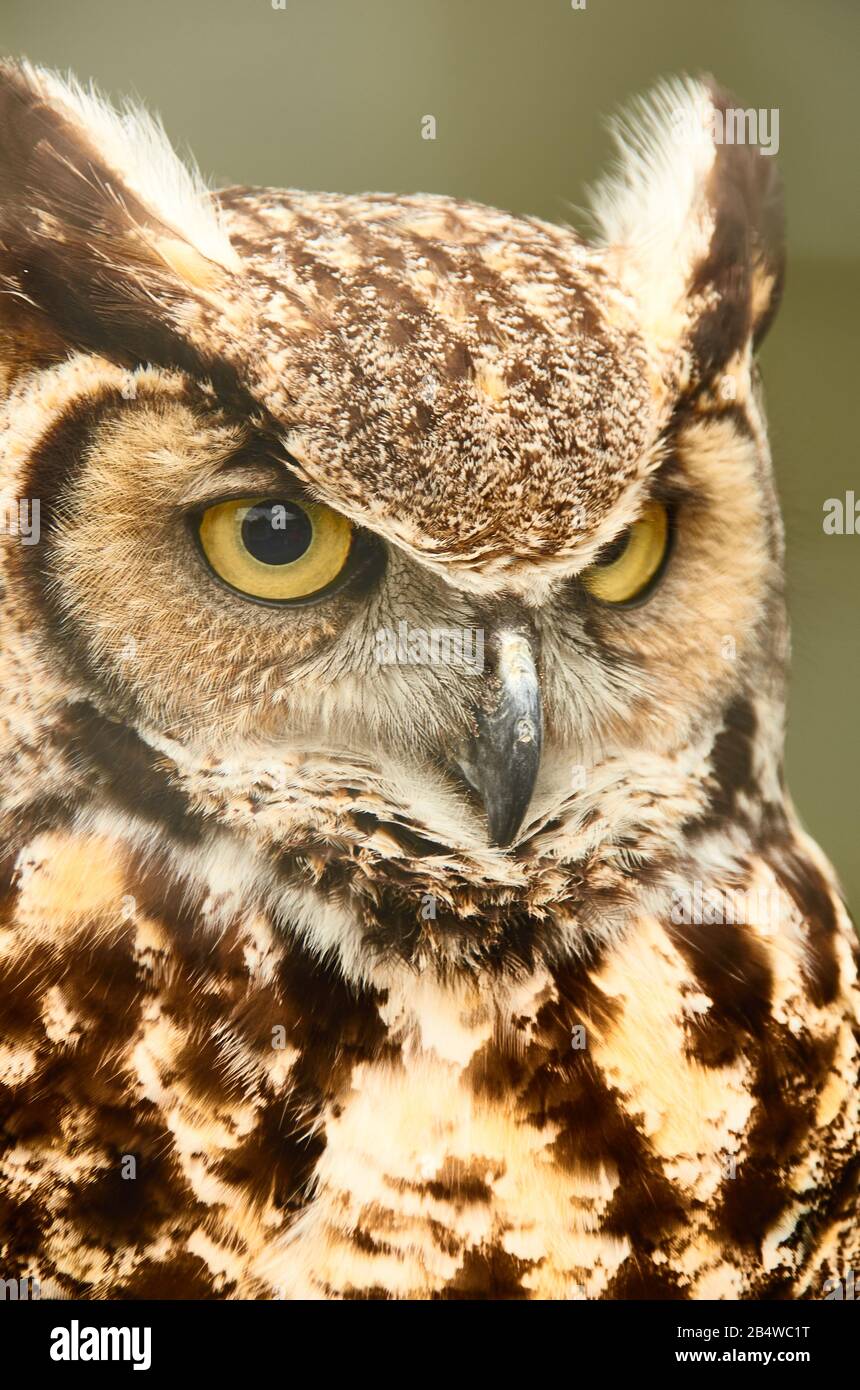 Great horned owl closeup of face Stock Photo - Alamy