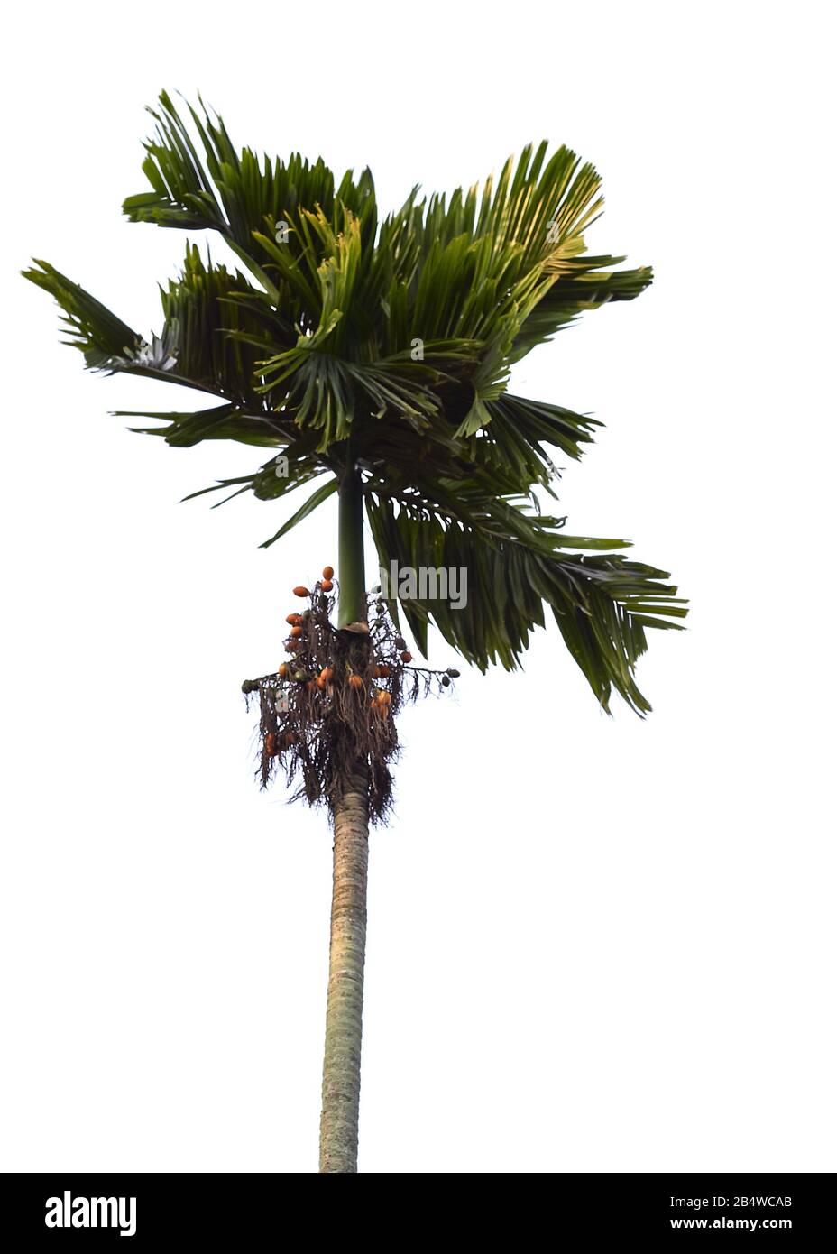 areca catechu or betel palm, tropical palm of southeastern asia isolated on white Stock Photo