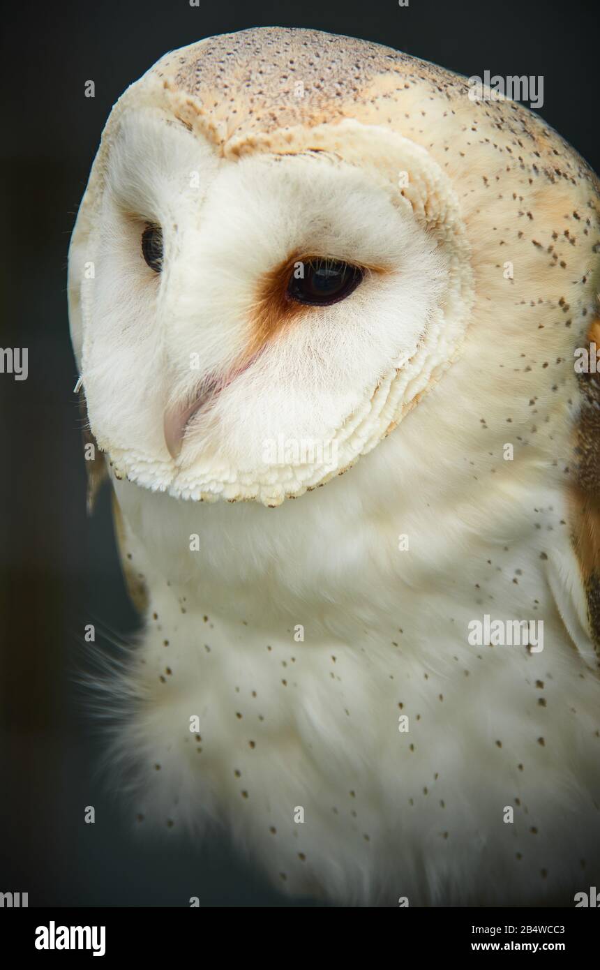 Barn owl closeup of face Stock Photo - Alamy