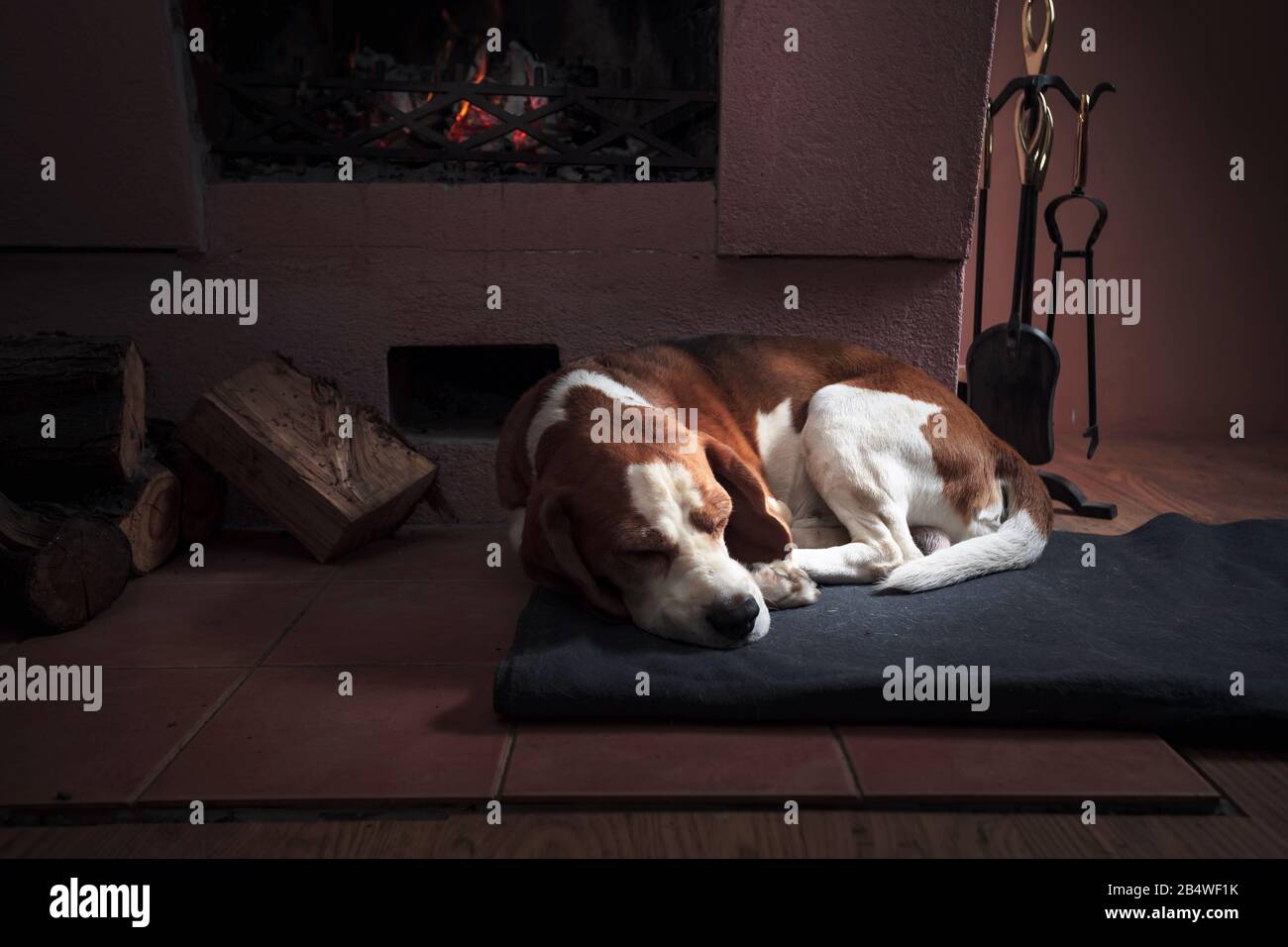 Tired dog sleeping on the rug by the fireplace. Adult thoroughbred Beagle. Stock Photo