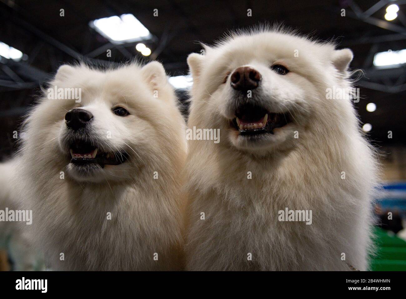 Samoyed dogs at the Birmingham National Exhibition Centre (NEC) for the third day of the Crufts Dog Show. Stock Photo