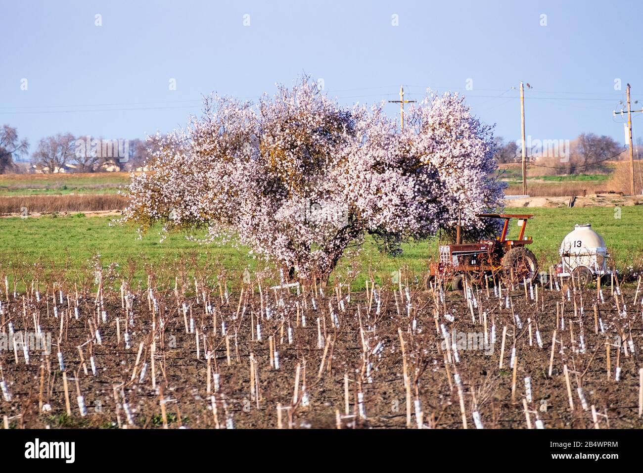 Fruit tree in bloom on a newly planted orchard field; tractor and