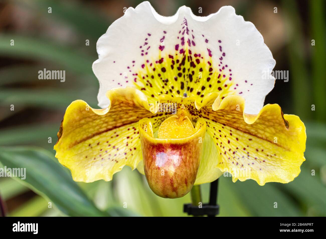 Beautiful Orchid Paphiopedilum flowers bloom in spring adorn the beauty of nature close up Stock Photo