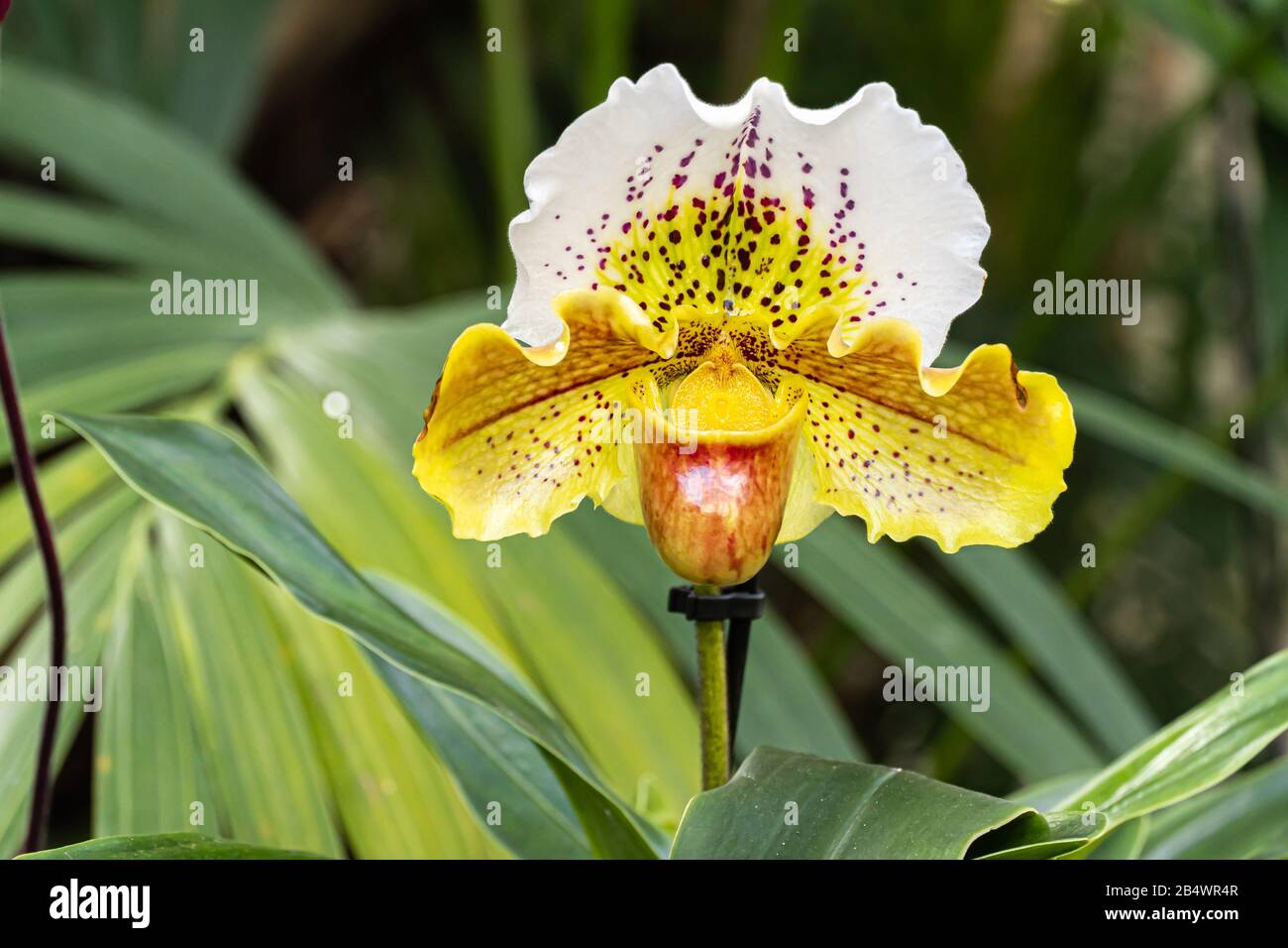 Beautiful Orchid Paphiopedilum flowers bloom in spring adorn the beauty of nature close up Stock Photo