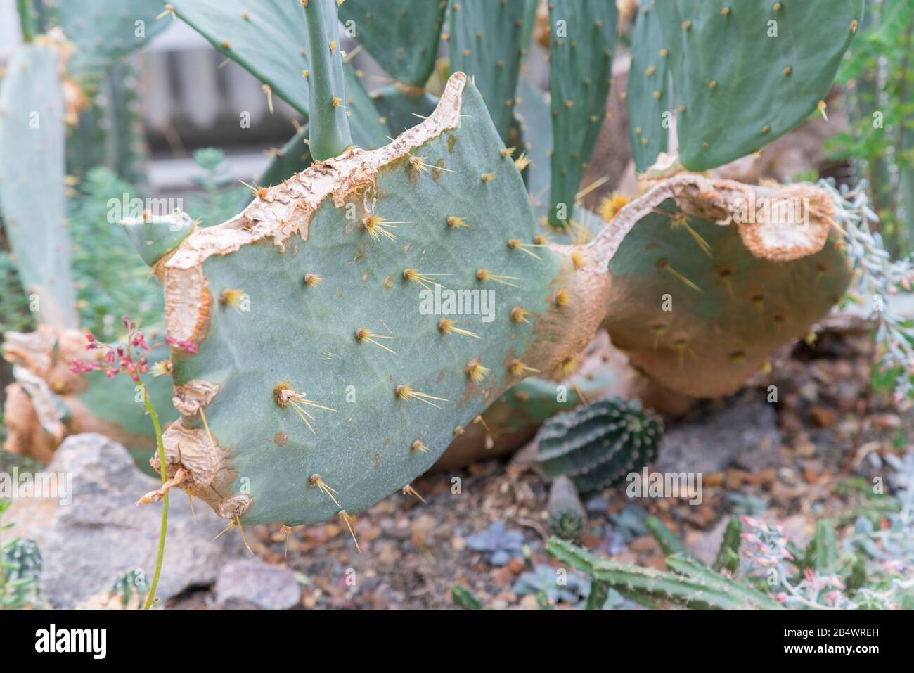 green broken cactus in a natural environment. Stock Photo