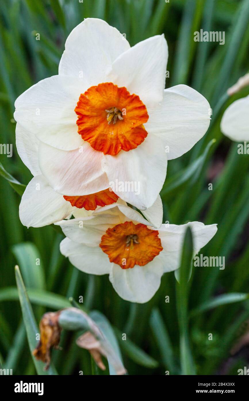 Daffodil Narcissus 'Full House' Stock Photo