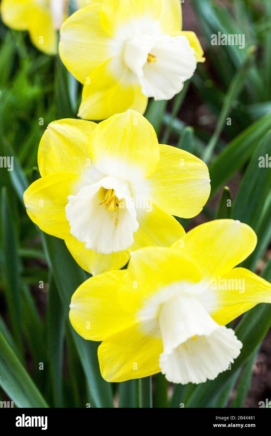 Narcissus 'Avalon' White yellow Daffodils spring flowers April garden plant Stock Photo