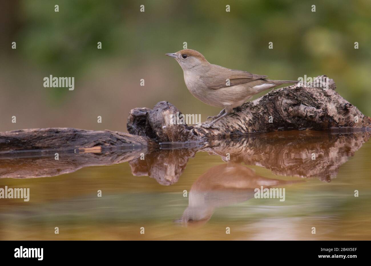 Eurasian blackcap or sylvia atricapilla drinking water and seeing his reflection on the water Stock Photo