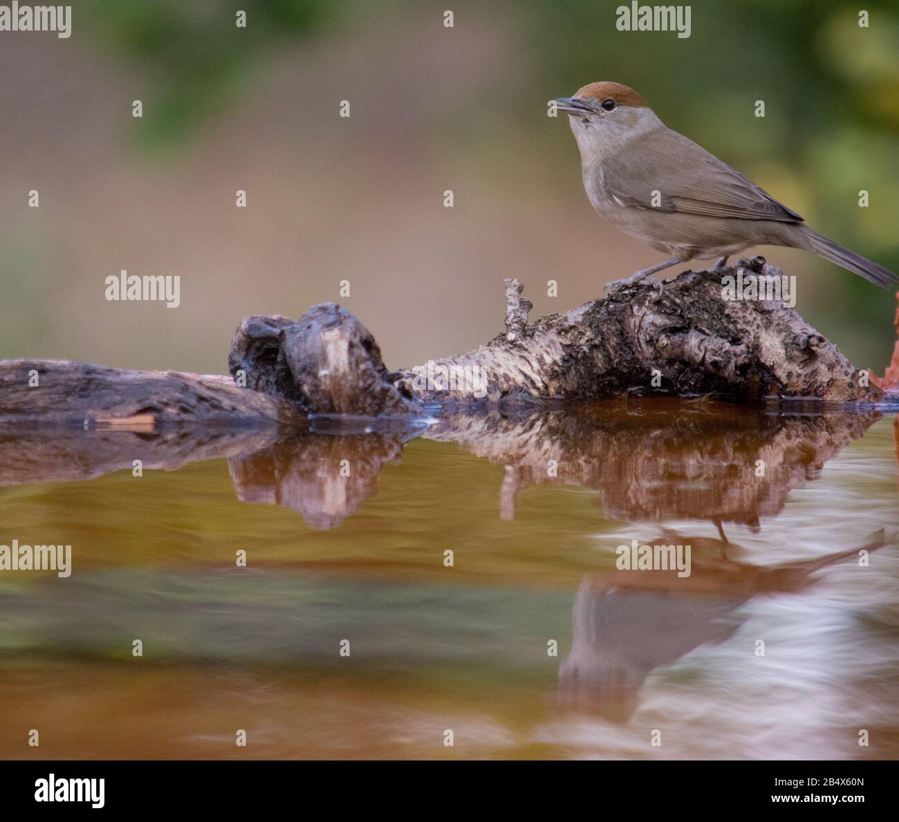 Eurasian blackcap or sylvia atricapilla drinking water and seeing his reflection on the water Stock Photo