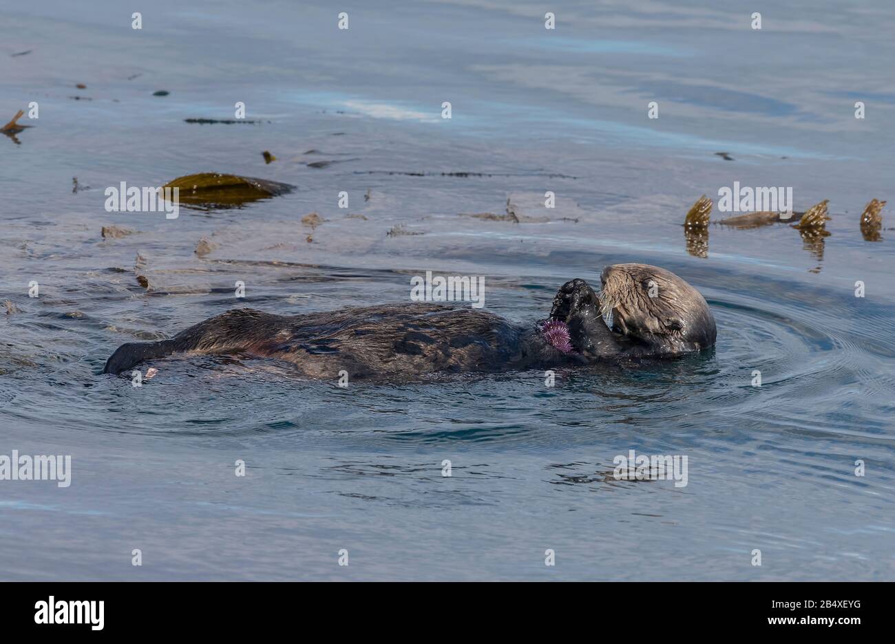 Sea otter, Enhydra lutris, in the sea, among kelp, with purple sea urchin, on the coast of