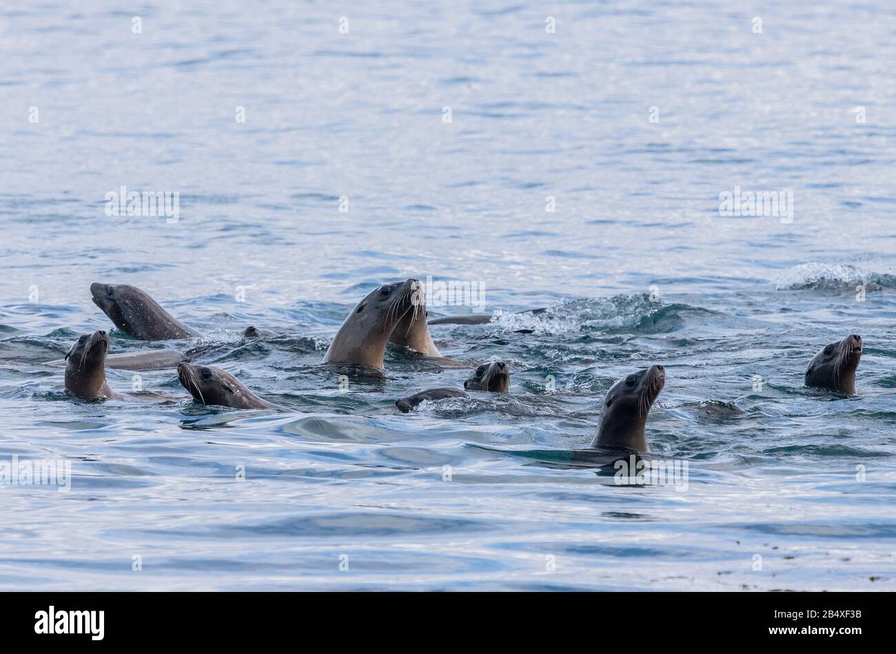 California sea lion, Zalophus californianus, in fishing frenzy, in inshore waters, Monterey, central California. Stock Photo