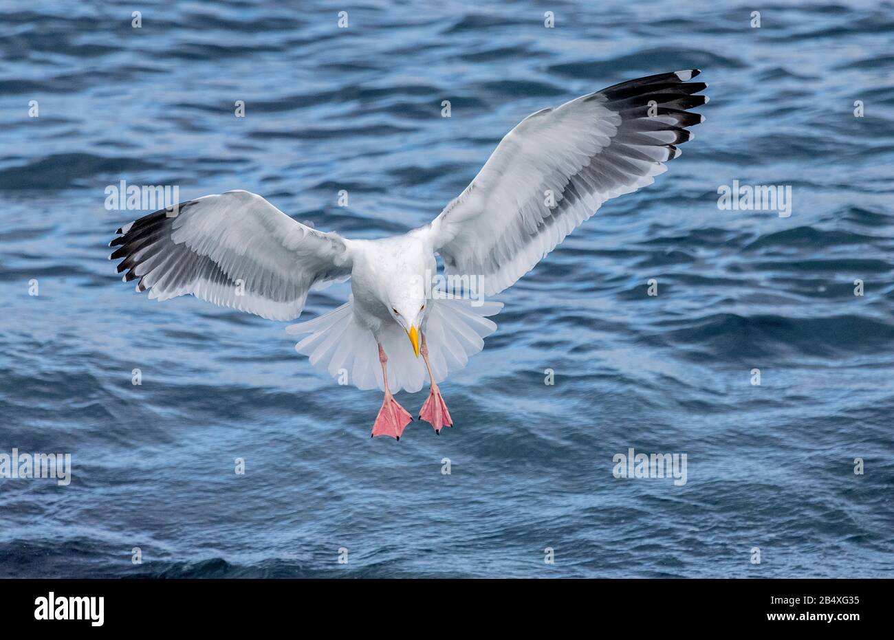 Western gull, Larus occidentalis, in flight, over the Pacific; coast of central California. Stock Photo