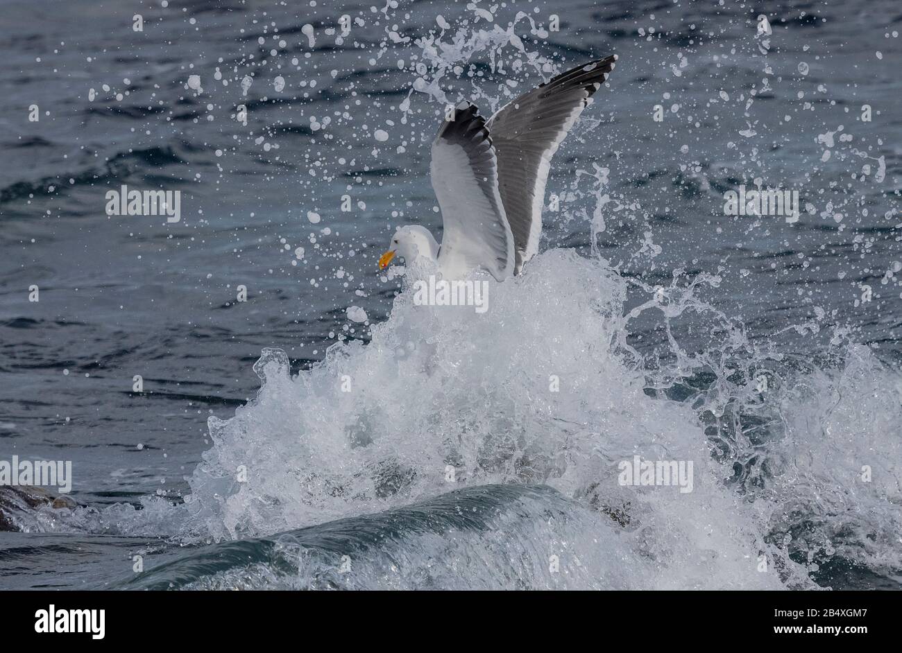 Western gull, Larus occidentalis, in flight, over the Pacific; coast of central California. Stock Photo