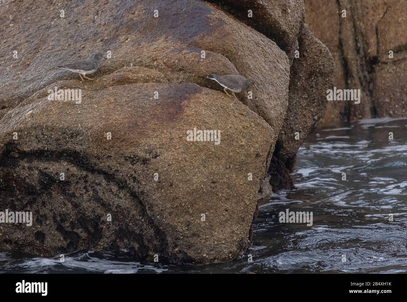 Surfbirds, Calidris virgata, feeding on coastal granite rocks, Monterey, California. Stock Photo