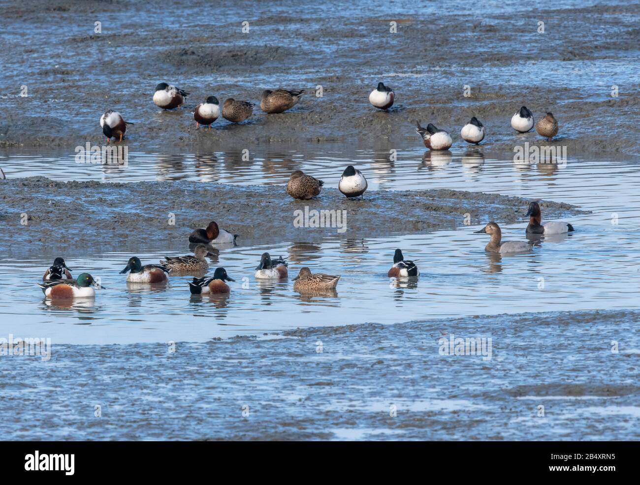 Group of Northern shoveler, Spatula clypeata, feeding and loafing in muddy estuary in winter. Stock Photo