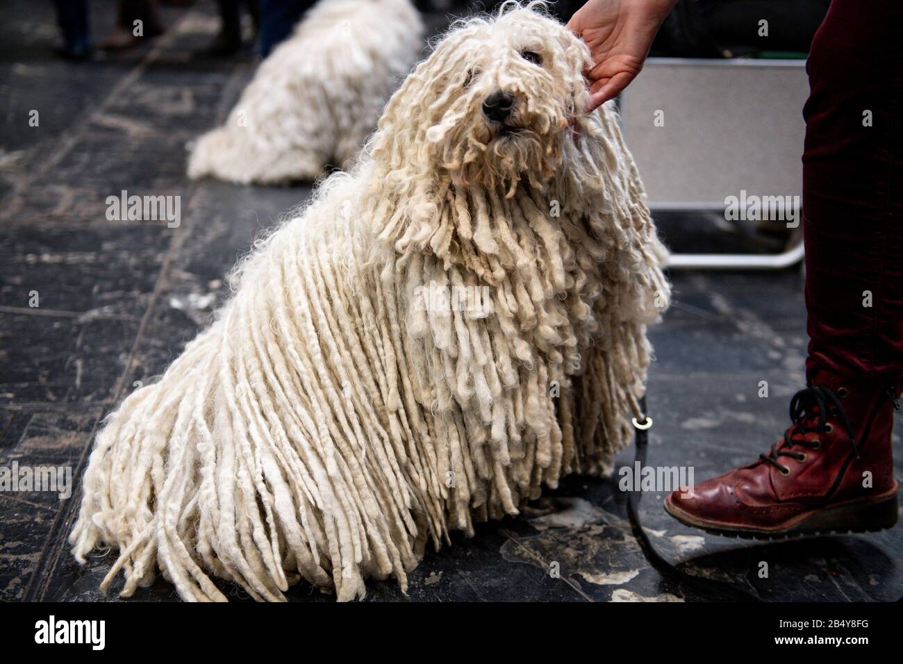 A Hungarian Puli at the Birmingham National Exhibition Centre (NEC) during the third day of the Crufts Dog Show. Stock Photo