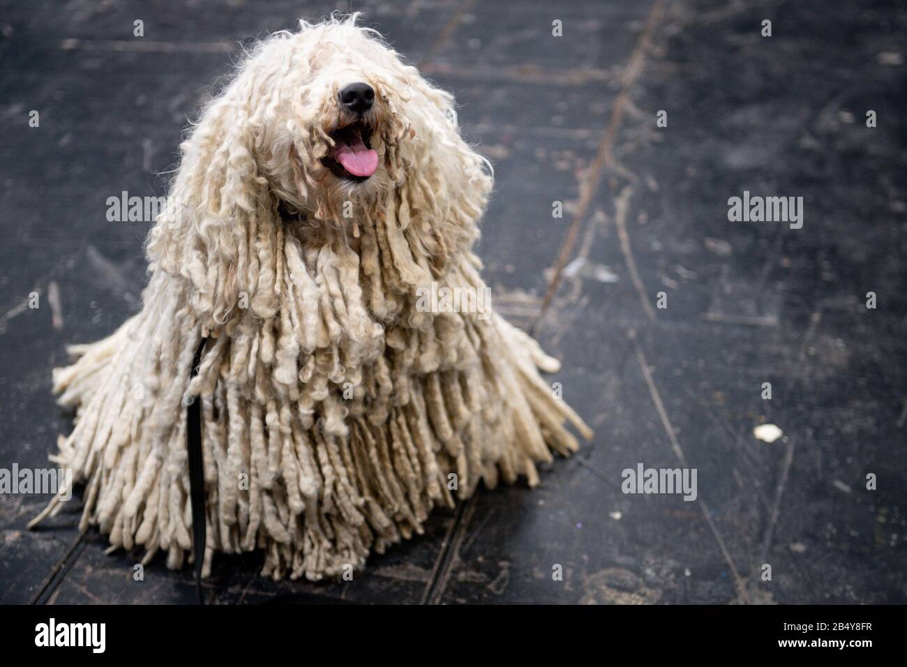 A Hungarian Puli at the Birmingham National Exhibition Centre (NEC) during the third day of the Crufts Dog Show. Stock Photo