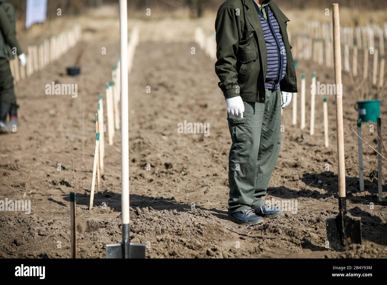Shallow depth of field (selective focus) image with a man during a massive tree planting project. Stock Photo