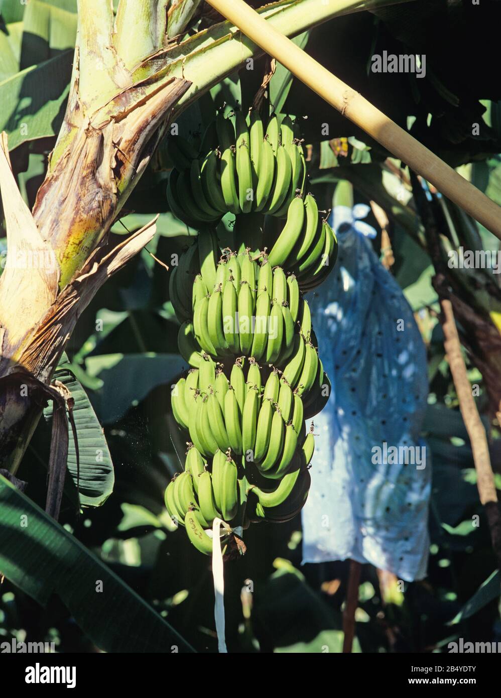 Mature green bananas in bunches on the plant with protective plastic cover removed, Minanao, Philippines, February Stock Photo