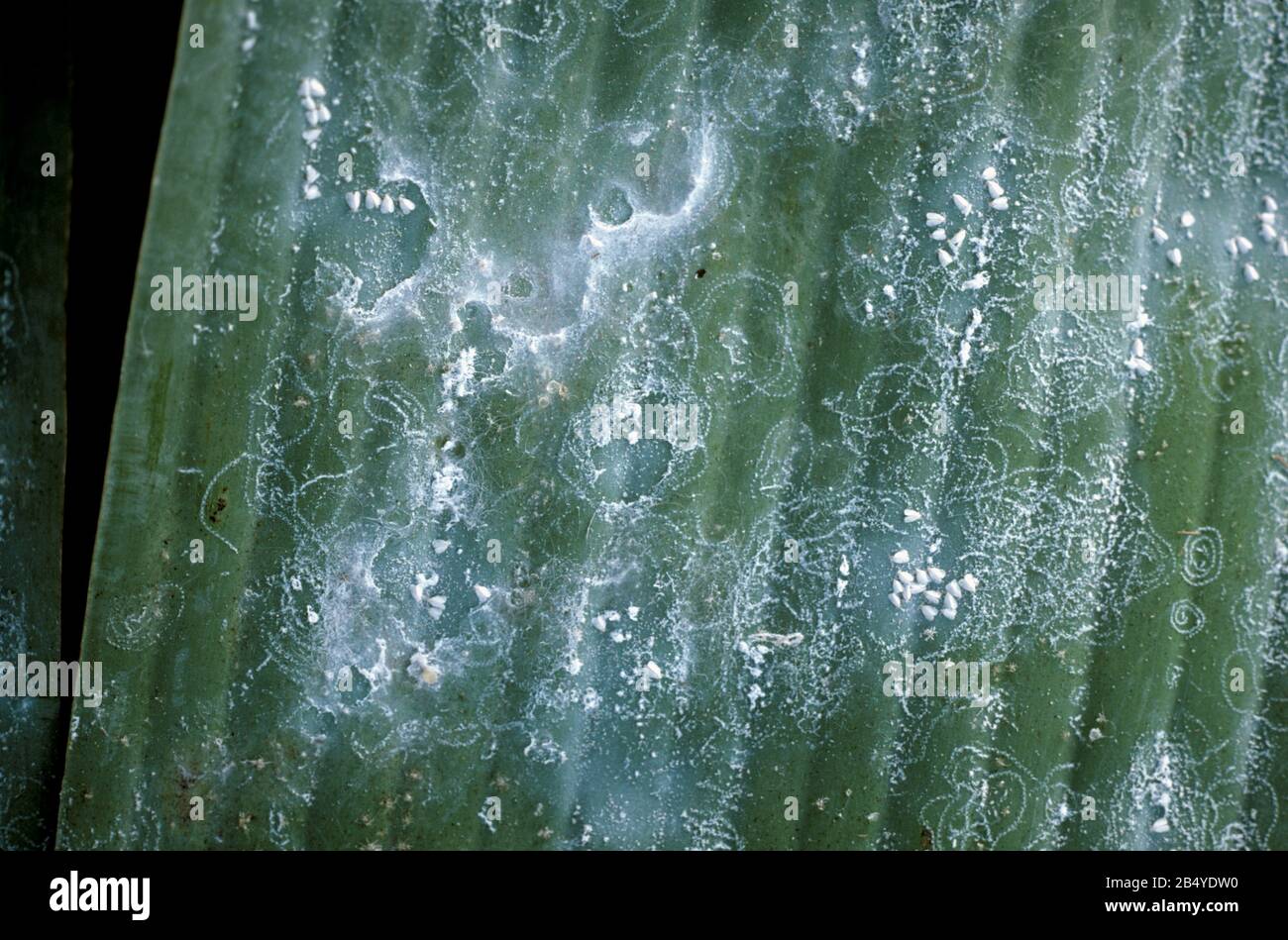 Spiralling whitefly (Aleurodicus dispersus) adults and circular wax trails on the underside of a banana leaf, Mindanao, Philippines, February Stock Photo
