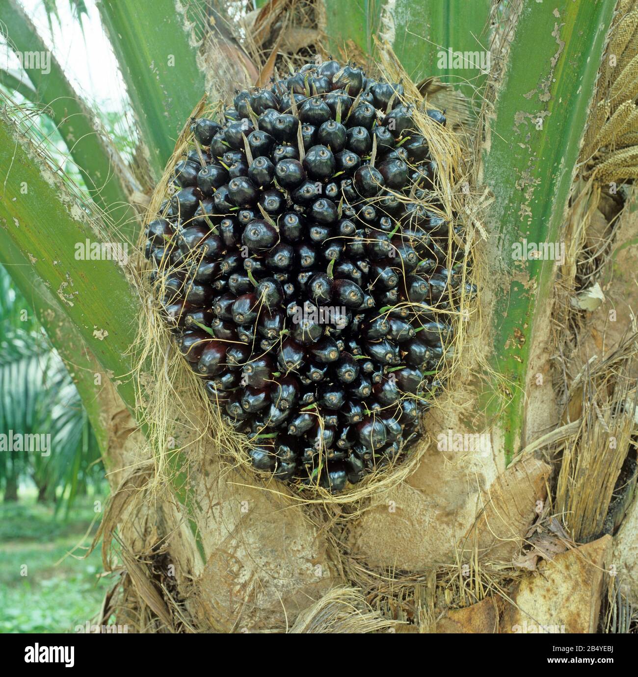 Oil palm (Elaeis guineensis) in a plantation with dark mature fruit before harvesting for oil extraction, Malaysia, February Stock Photo
