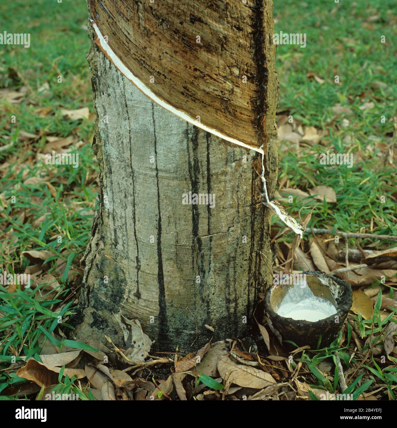 White latex flowing from the newly made cut in the bark of the rubber tree (Hevea brasiliensis), Malacca, Malaysia, February Stock Photo
