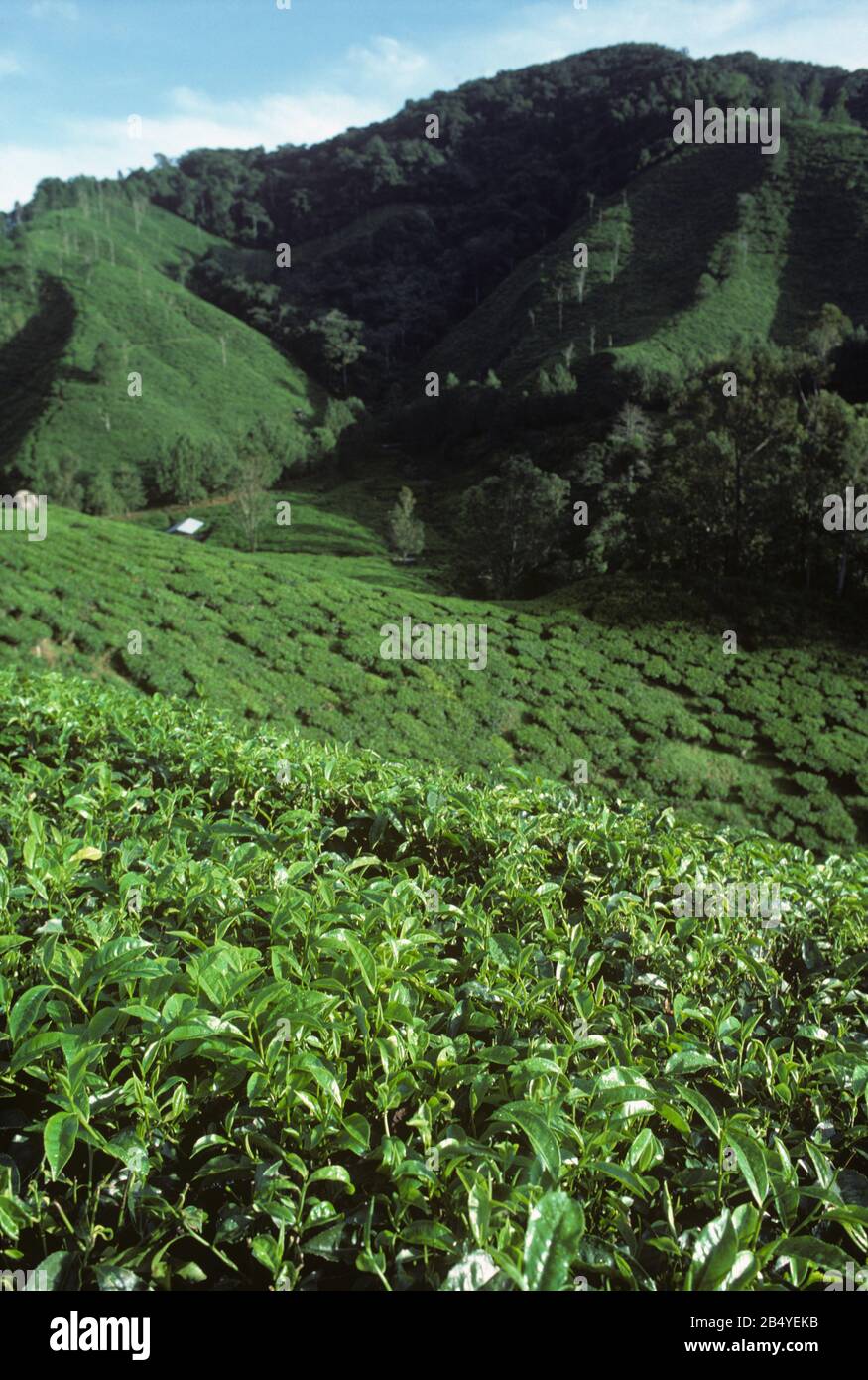 Picturesque steep tea (Camelia sinensis) estate plantations in mountainous countryside in the Cameron Highlands of Malaysia, February Stock Photo