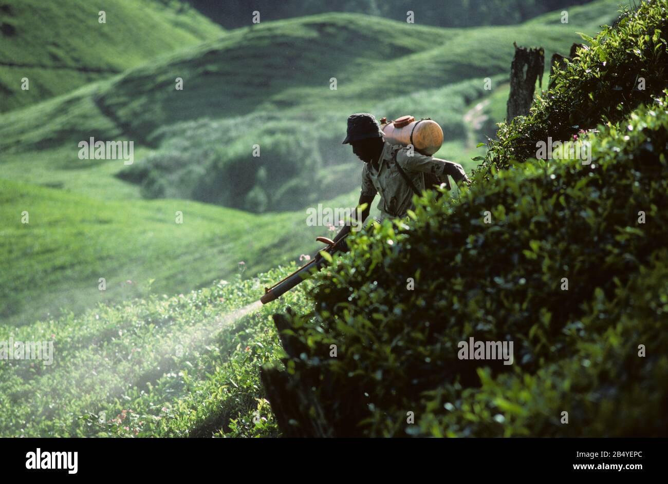 Worker with a portable backpack mist blower treating the crop in a steepo tea plantation, Cameron Highlands, Malaysia, February Stock Photo