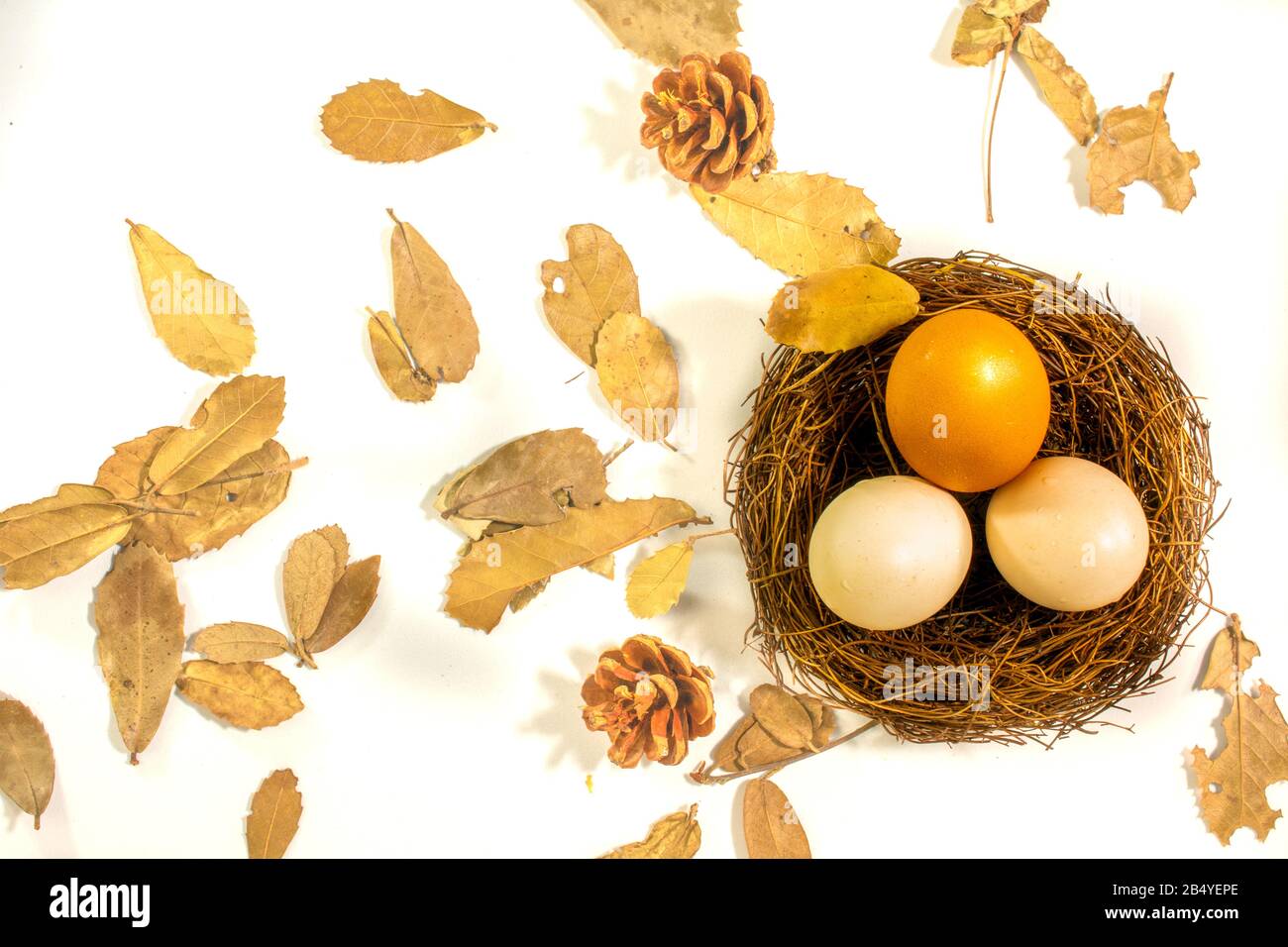 egg in nest on white background Stock Photo - Alamy