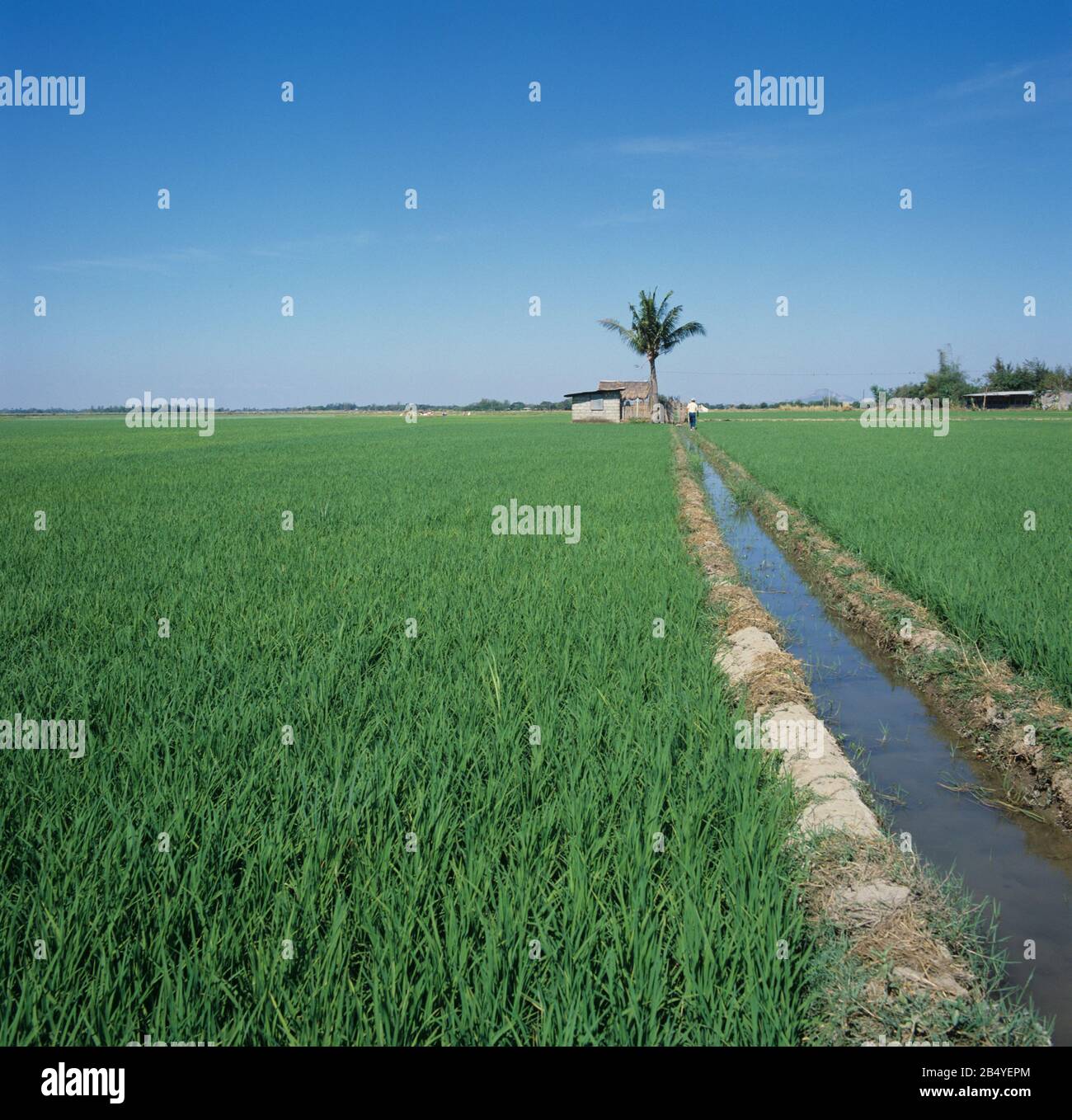 Established paddy rice (Oryza sativa) crops and irrigation canal, palm tree and hut, Luzon, Philippines Stock Photo