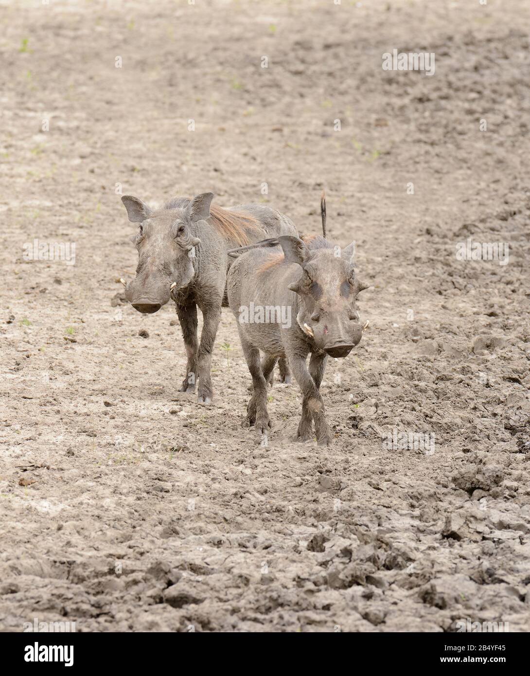 Pair of Warthog (Phacochoerus aethiopicus) in the Tarangire National park, Tanzania Stock Photo