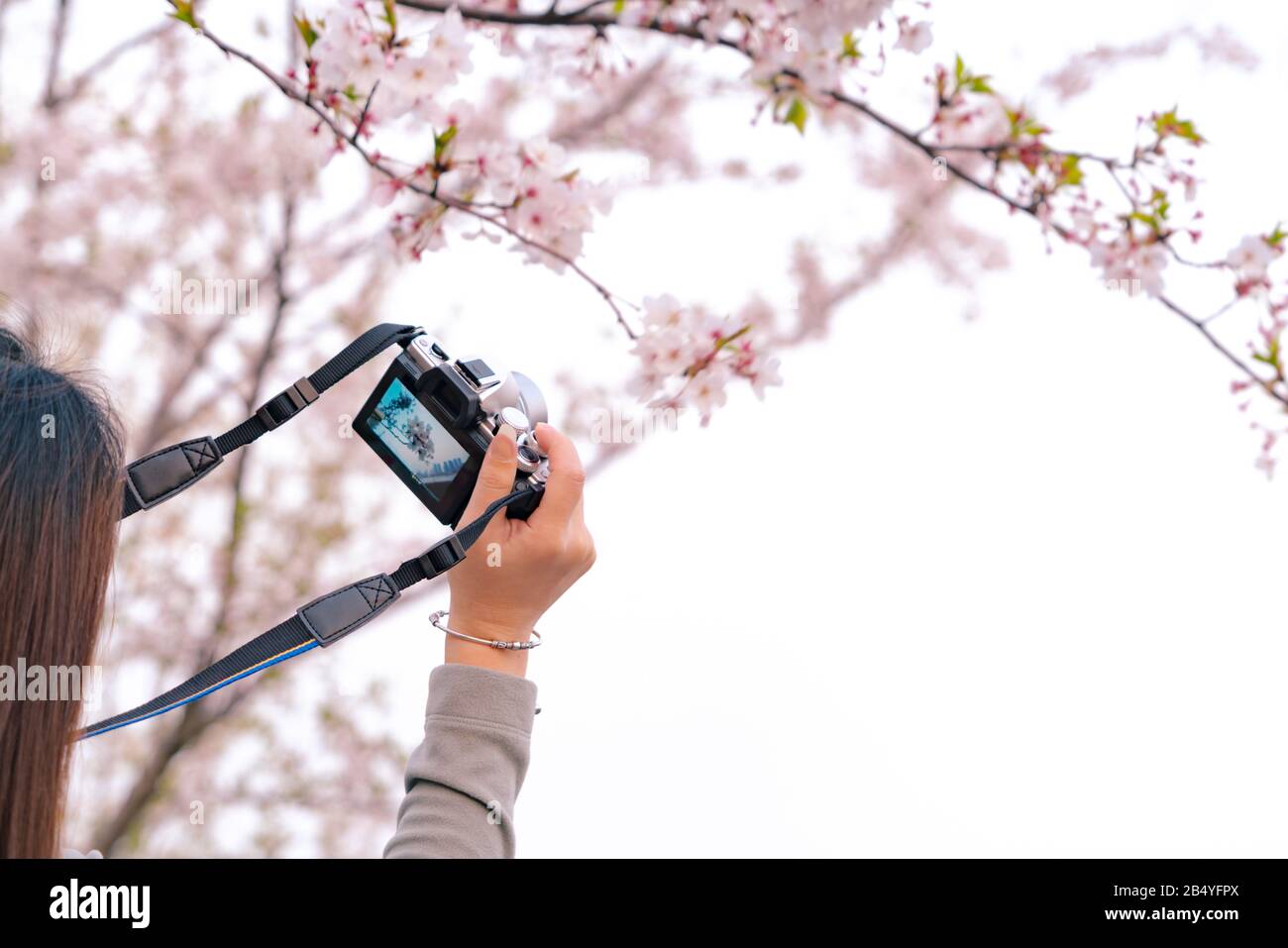 Beautiful cherry blossom sakura in spring time on woman hand holding DSLR  camera Stock Photo - Alamy