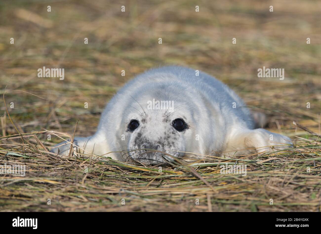 Grey Seal pup, Donna Nook, Lincolnshire. Stock Photo