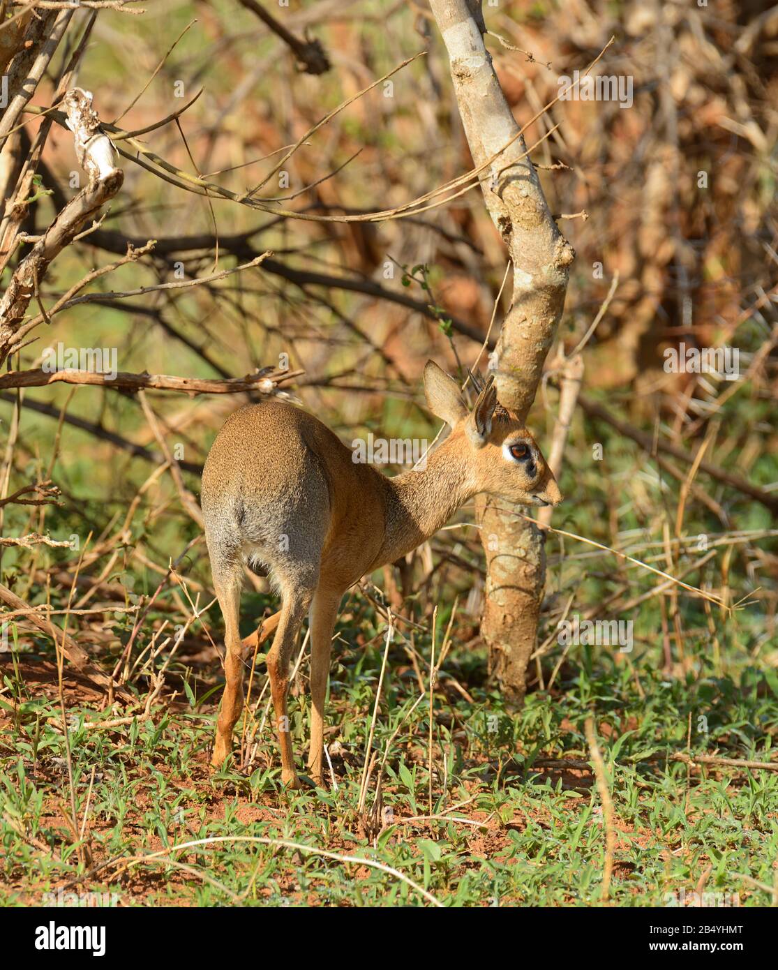 Soqolini qilmagan chol kichkina kokrakli osmirni sikadi.