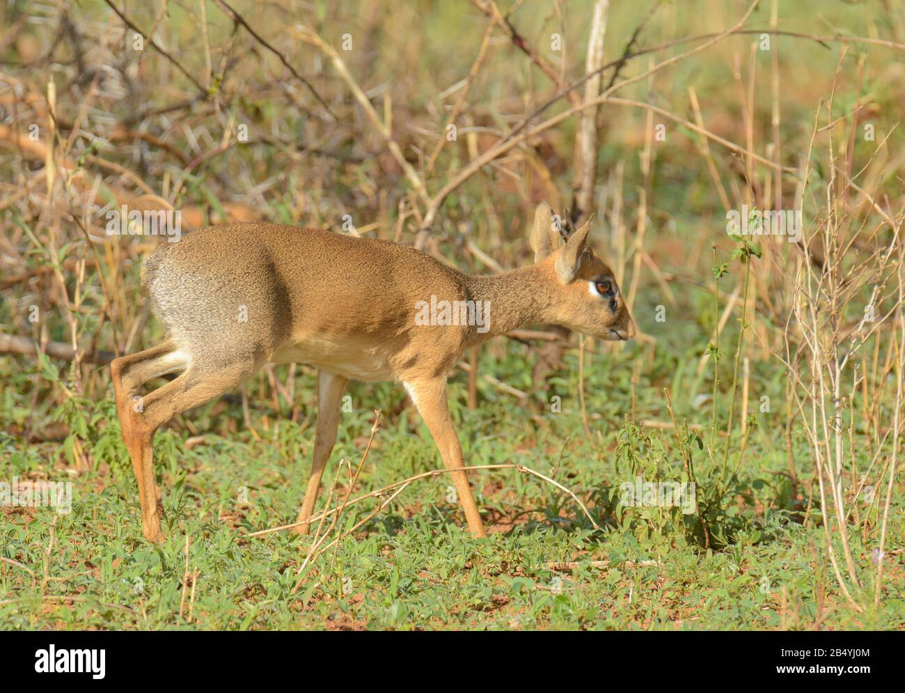 Brazzers porno xotinini aldash