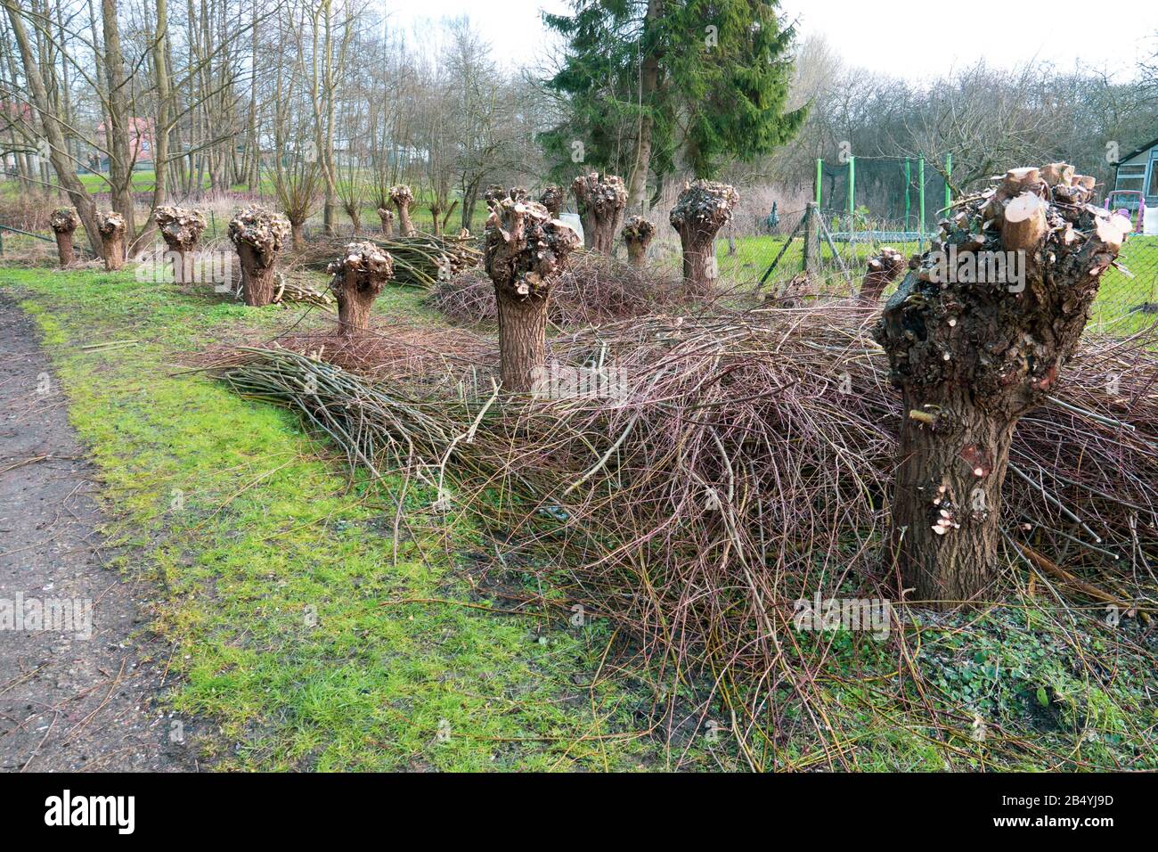 small willow trees were cut down in spring and the cutting is next to