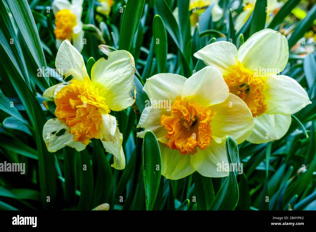 Daffodil Narcissus 'Bully' spring flowers garden plant Stock Photo